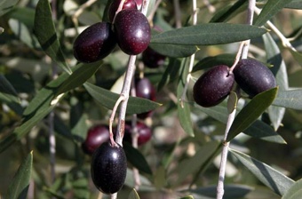 Olive mature