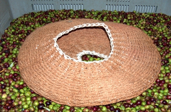 Fiscolo tradizionale e olive selezionate per la frangitura