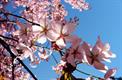 Ciliegio in fiore