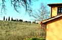 Veduta su oliveto